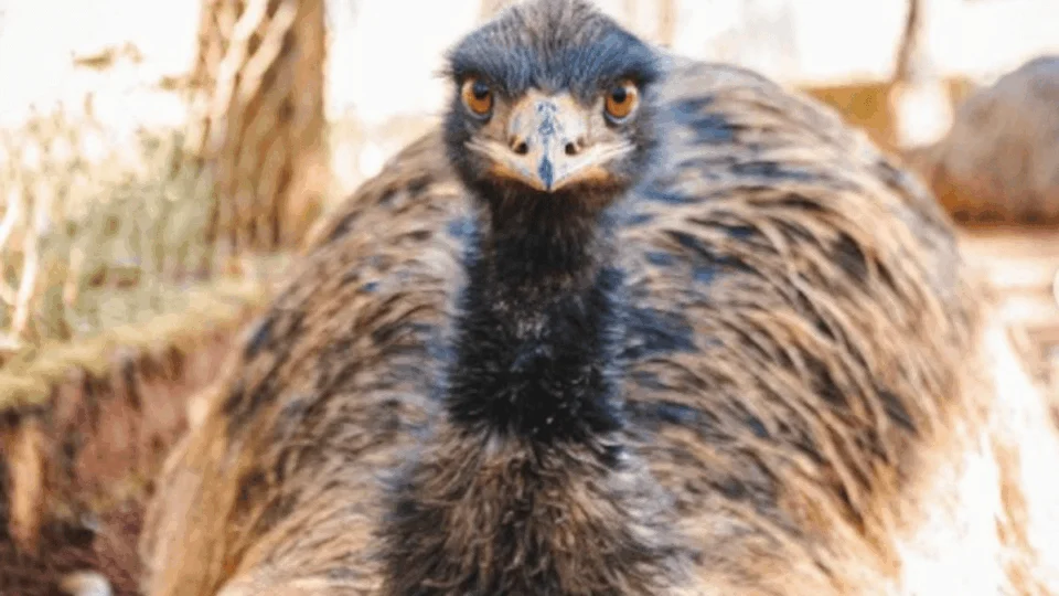 Emu com gripe aviária é eutanasiado no Zoológico de Brasília; DF registra segundo caso