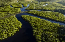 R$ 1,1 bilhão em 6 meses: Fundo Amazônia atinge maior volume de projetos desde 2009