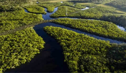 R$ 1,1 bilhão em 6 meses: Fundo Amazônia atinge maior volume de projetos desde 2009