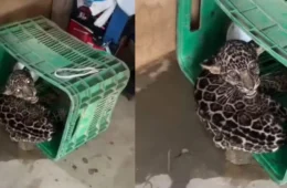 VÍDEO: Filhote de onça-pintada é resgatado em fazenda no interior de Roraima; veja