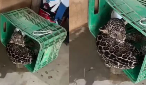 VÍDEO: Filhote de onça-pintada é resgatado em fazenda no interior de Roraima; veja