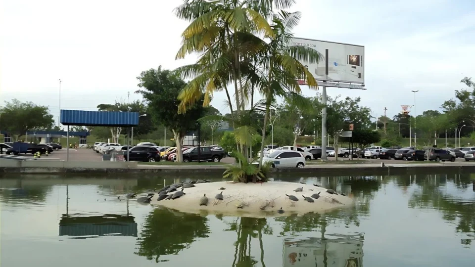 Lago do Aeroporto de Manaus: conheça a história do espelho d’água que virou aquaterrário