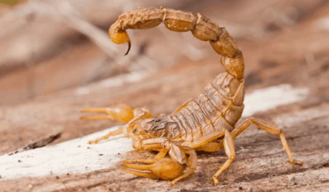 Acidentes com cobras, aranhas e escorpiões crescem no Amazonas; saiba como se proteger