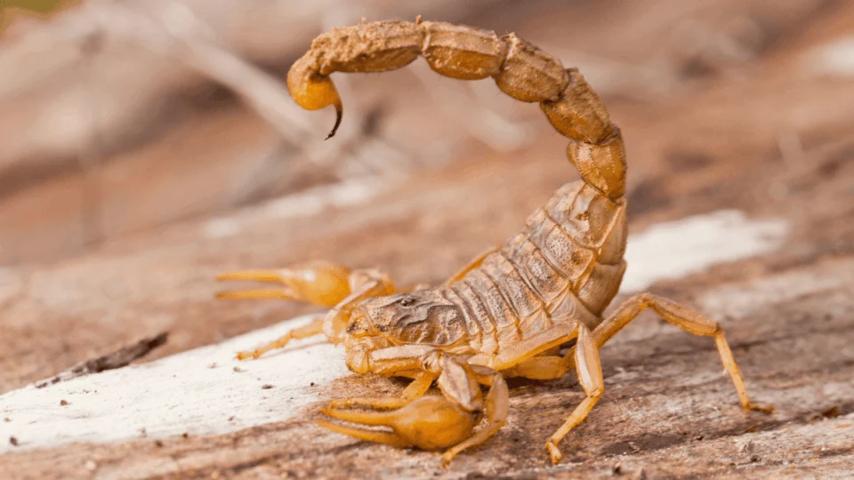 Acidentes com cobras, aranhas e escorpiões crescem no Amazonas; saiba como se proteger