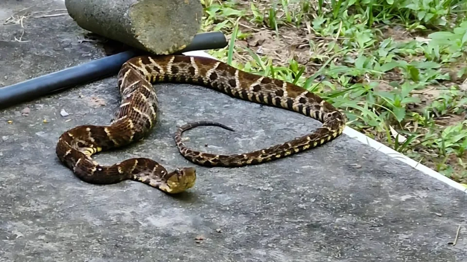 Cobra é flagrada em rua e deixa moradores apreensivos em Manaus; veja detalhes