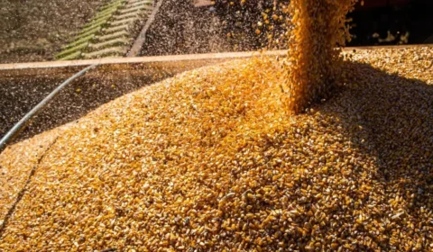 Desvio milionário de grãos em Boa Vista: MP apresenta alegações finais; relembre caso