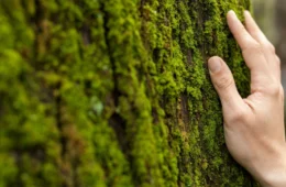 Dia Mundial do Meio Ambiente: quais os maiores desafios da preservação?