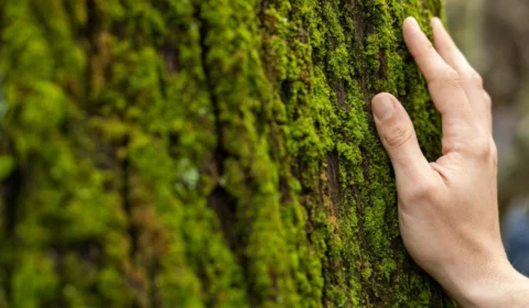 Dia Mundial do Meio Ambiente: quais os maiores desafios da preservação?
