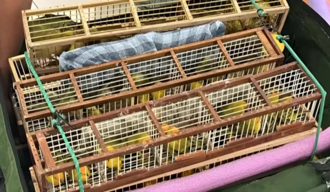 Homem é preso ao tentar embarcar com mais de 170 canários no aeroporto de Boa Vista