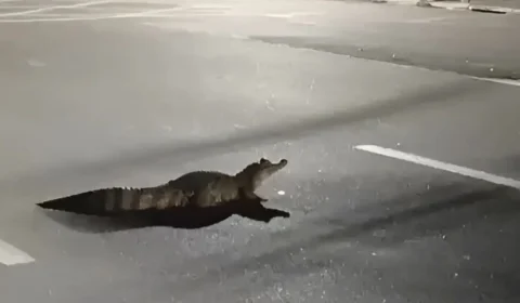 Jacaré é flagrado tentando atravessar avenida movimentada de Manaus; veja vídeo