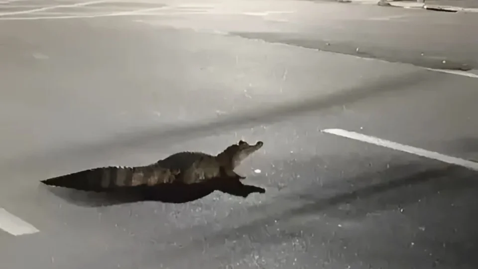 Jacaré é flagrado tentando atravessar avenida movimentada de Manaus; veja vídeo