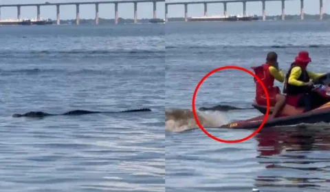 VÍDEO: Jacaré ‘gigante’ aparece na praia da Ponta Negra e assusta banhistas; assista