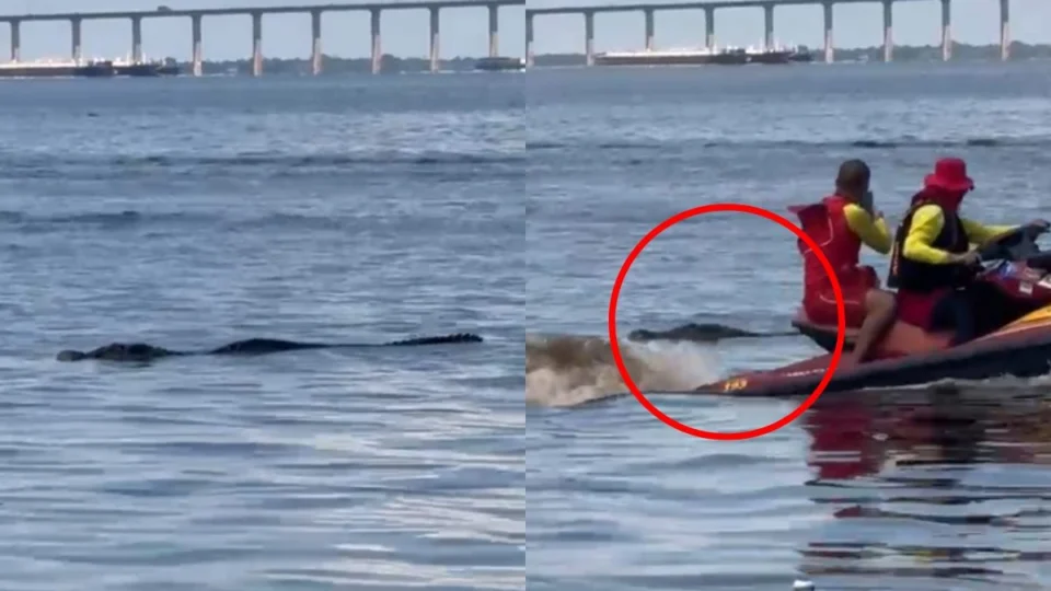 VÍDEO: Jacaré ‘gigante’ aparece na praia da Ponta Negra e assusta banhistas; assista