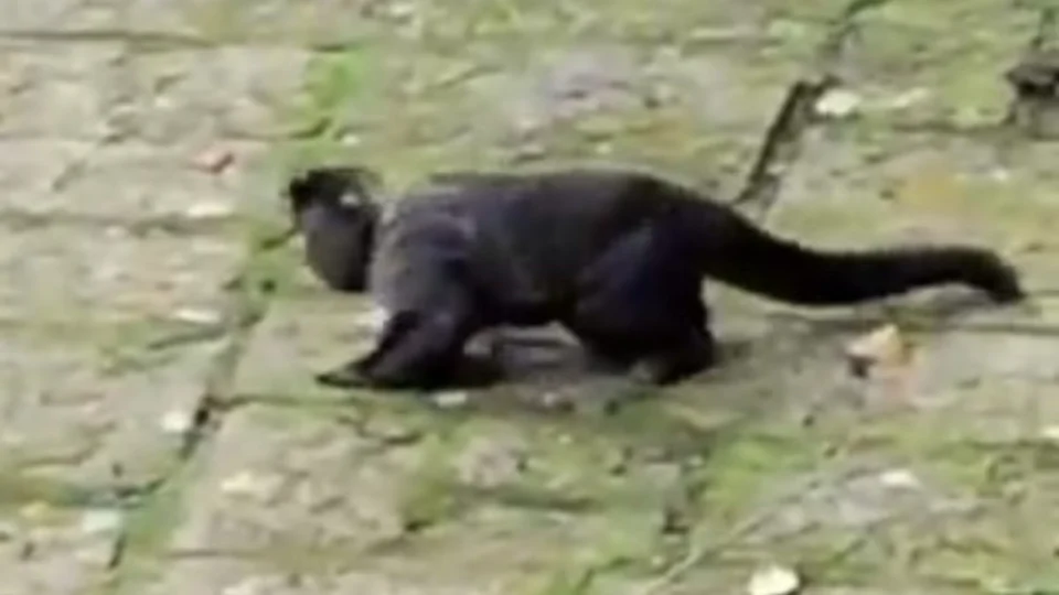 VÍDEO: macaco é flagrado ‘bêbado’ após consumir bebida de oferenda e viraliza nas redes sociais; veja