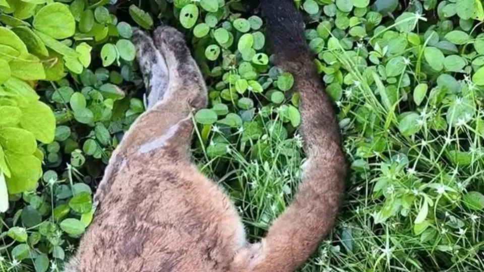 Onça-parda morre atropelada na BR-174 em área de travessia de animais silvestres no Amazonas