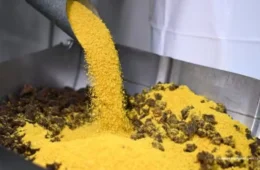 Boa Vista Junina 2025: maior paçoca de carne seca do mundo começa a ser preparada; veja o passo a passo