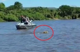 Vídeo: onça-pintada atravessa rio Guaporé a nado e encanta turistas