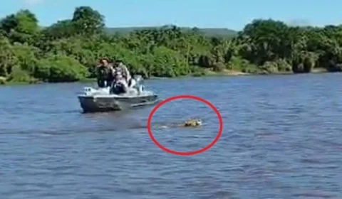 Vídeo: onça-pintada atravessa rio Guaporé a nado e encanta turistas