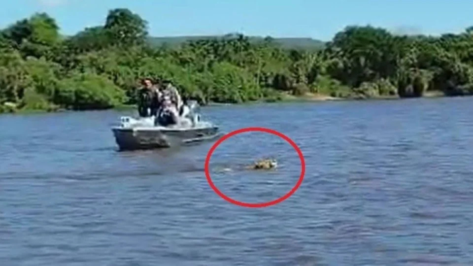 Vídeo: onça-pintada atravessa rio Guaporé a nado e encanta turistas