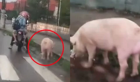 VÍDEO: Porco é flagrado andando por avenida e surpreende moradores em Manaus