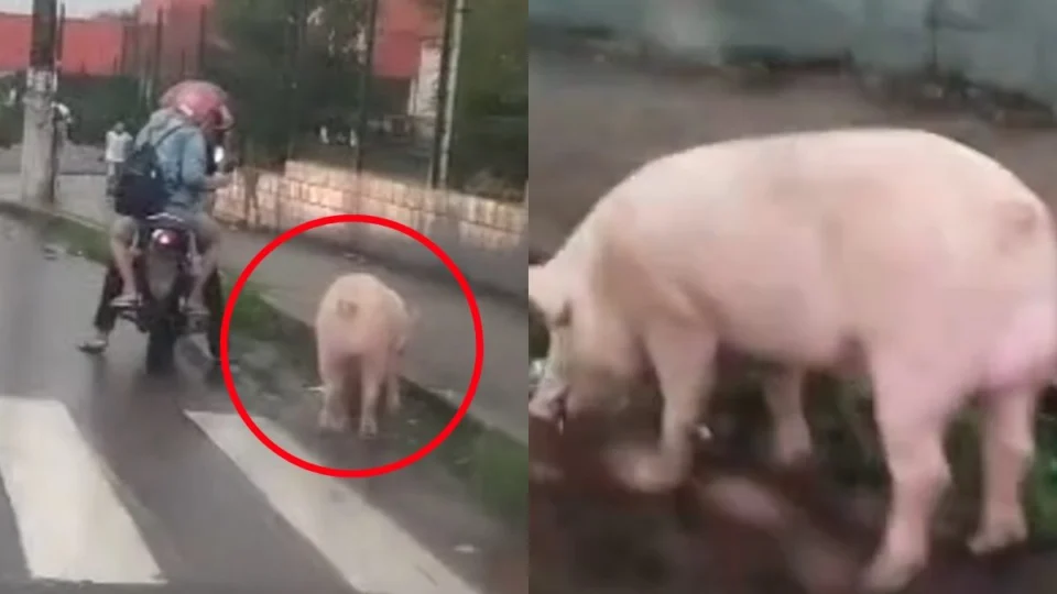 VÍDEO: Porco é flagrado andando por avenida e surpreende moradores em Manaus