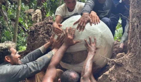 Queda de árvore revela mistério enterrado por milênios no Amazonas; confira