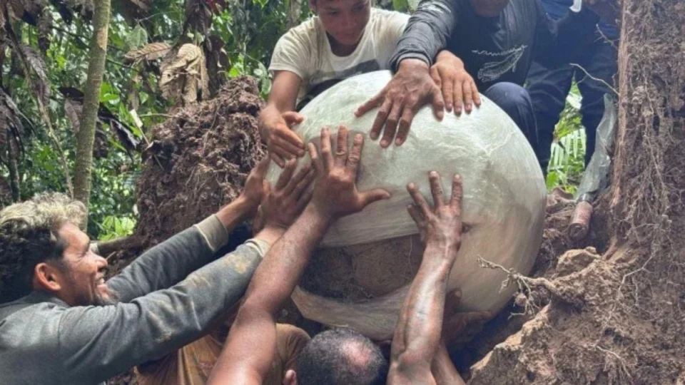 Queda de árvore revela mistério enterrado por milênios no Amazonas; confira
