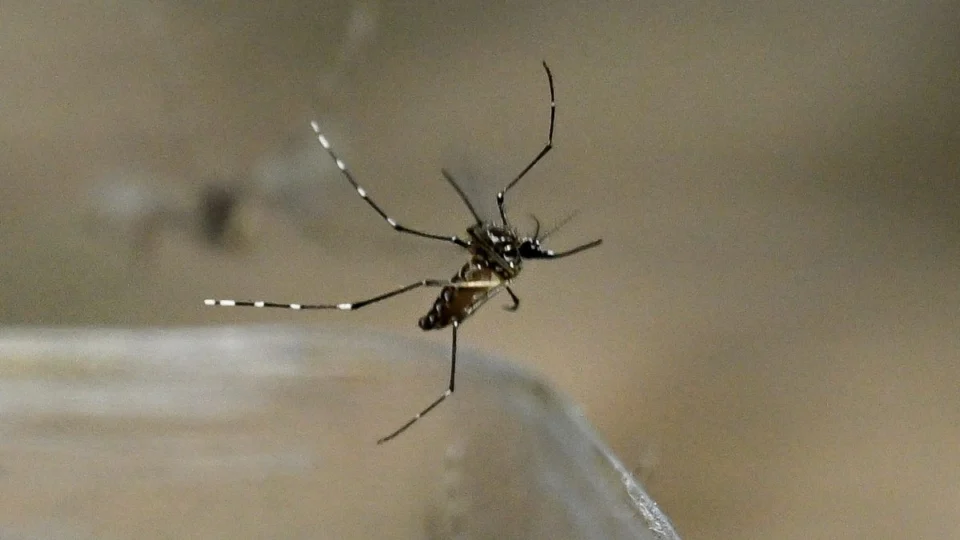 Roraima em alerta: mais de 300 casos prováveis de dengue e 2 mortes confirmadas em 2025