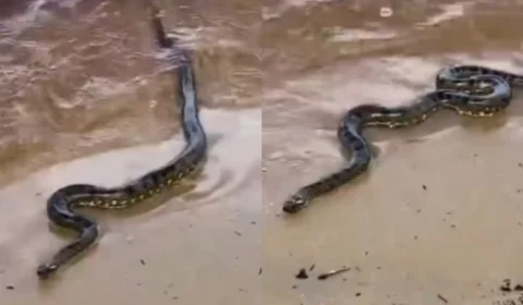 VÍDEO: sucuri surpreende banhistas durante ensaio fotográfico na praia da Ponta Negra: ‘atração da natureza’