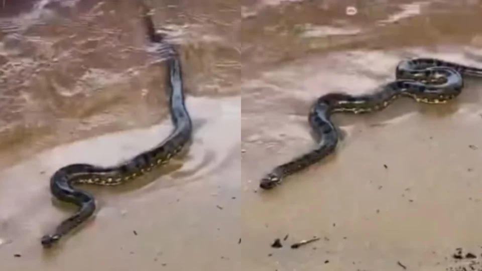 VÍDEO: sucuri surpreende banhistas durante ensaio fotográfico na praia da Ponta Negra: ‘atração da natureza’