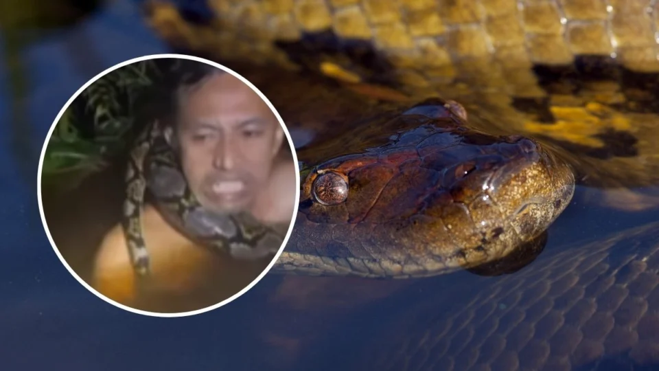 VÍDEO: Homem tenta capturar sucuri, mas animal se enrosca em seu pescoço