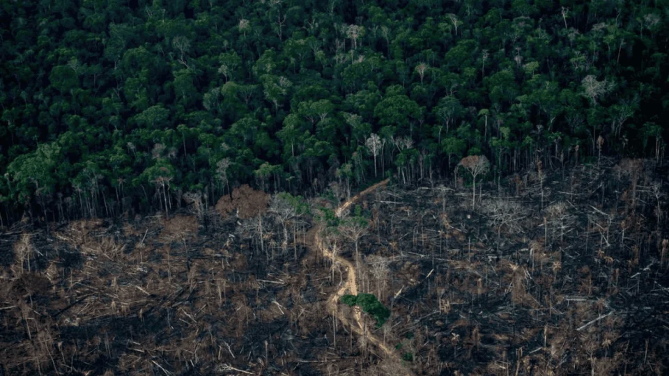 Justiça trava R$ 49 milhões de responsáveis por desmatamento na Amazônia