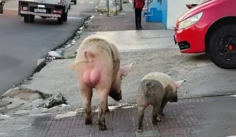 Porcos são flagrados ‘passeando’ pelas ruas de Manaus; veja vídeo