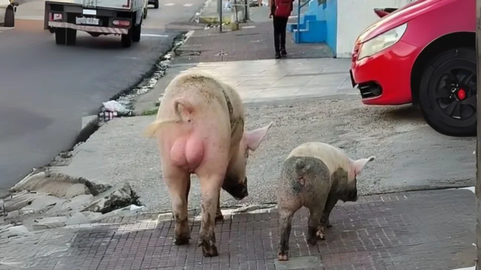 Porcos são flagrados ‘passeando’ pelas ruas de Manaus; veja vídeo