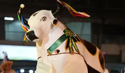 Tradição e resistência: Boi Tira Prosa se prepara para brilhar no Festival Folclórico do Amazonas