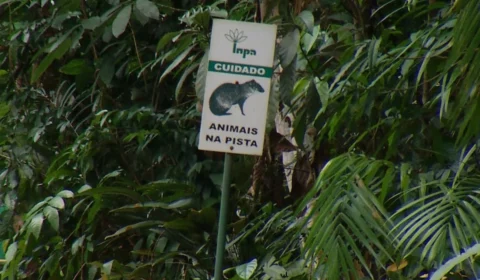 Bosque da Ciência oferece passeio imersivo com árvores de 600 anos e animais da Amazônia