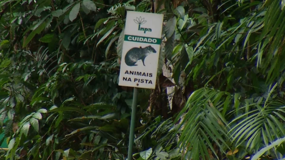 Bosque da Ciência oferece passeio imersivo com árvores de 600 anos e animais da Amazônia