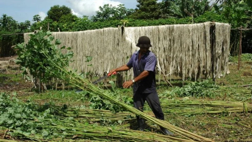 Você produz juta ou malva? Veja como garantir seu credenciamento em Manacapuru