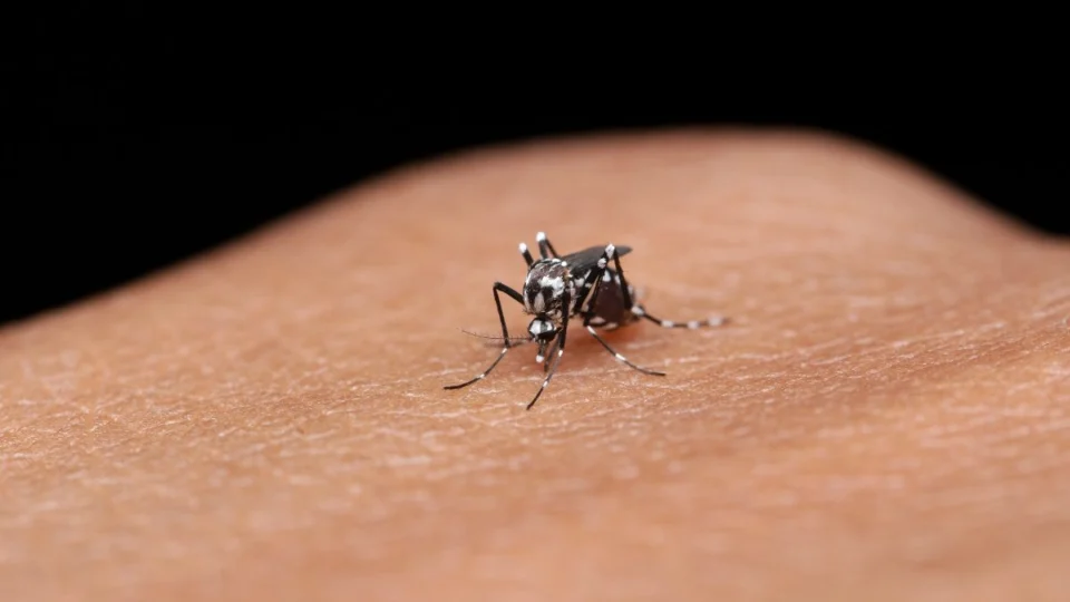 Acre registra 8,5 mil casos de dengue em 2025 e sobe bandeira de alerta no estado