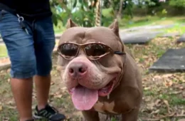 Pitbulls são mesmo perigosos? Caso em Manaus reacende debate sobre a raça