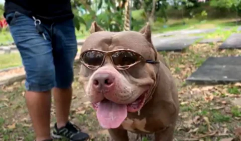 Pitbulls são mesmo perigosos? Caso em Manaus reacende debate sobre a raça
