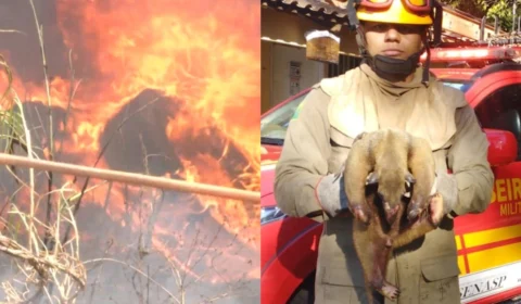 Número de focos de queimadas sobe cerca de 650% em apenas um mês e deixa rastro de destruição no Acre