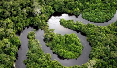 Rondônia na COP30: discurso pronto ou solução real? Entenda articulação do estado