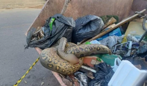 VÍDEO: sucuri de 3 metros é encontrada morta em caçamba de lixo em Porto Velho