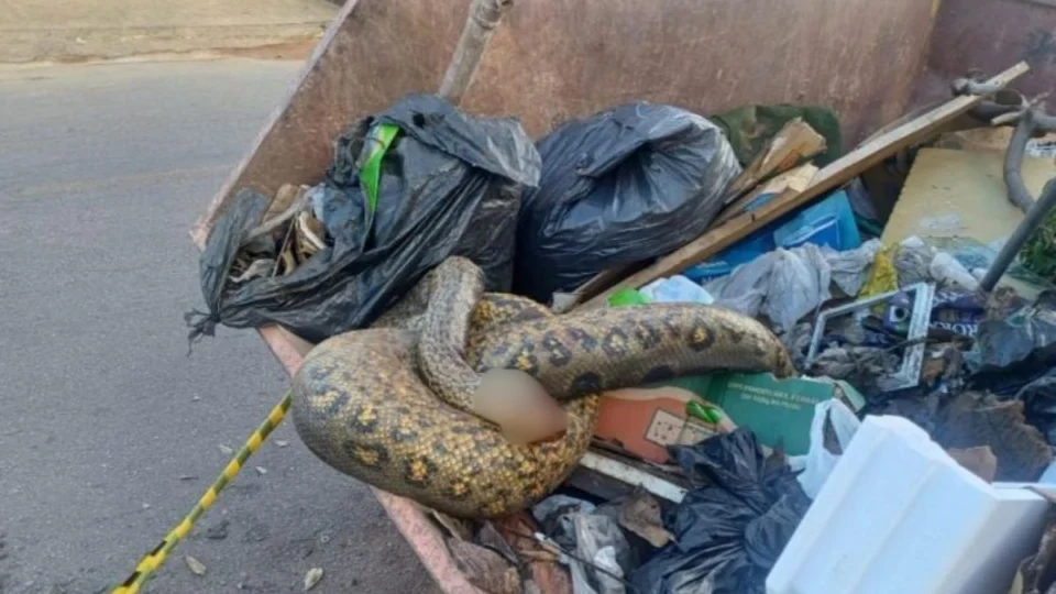 VÍDEO: sucuri de 3 metros é encontrada morta em caçamba de lixo em Porto Velho