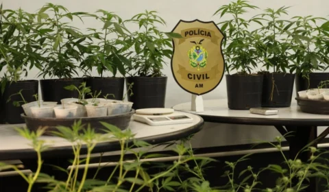 Jovem é preso por cultivar ‘supermaconha’ em estufas na zona norte de Manaus