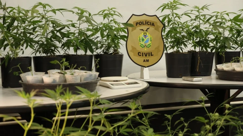 Jovem é preso por cultivar ‘supermaconha’ em estufas na zona norte de Manaus