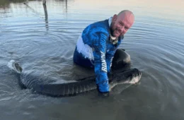 Surpresa no Lago de Palmas (TO): pescador captura e solta pirarucu de mais de 150 kg
