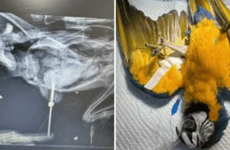 Arara-canindé recebe prótese óssea após cirurgia no Tocantins