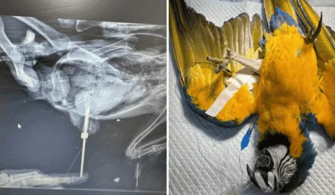 Arara-canindé recebe prótese óssea após cirurgia no Tocantins